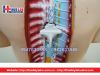 Mô hình giải phẫu nội tạng nữ giới