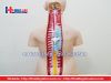 Mô hình giải phẫu nội tạng nữ giới