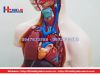 Mô hình giải phẫu nội tạng nữ giới
