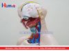 Mô hình giải phẫu nội tạng nữ giới