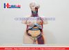 Mô hình giải phẫu nội tạng nữ giới