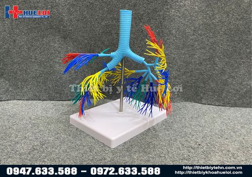 Mô hình phổi 3D trong suốt