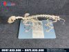 Mô hình giải phẫu xương mèo chi tiết