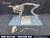 Mô hình giải phẫu xương mèo chi tiết