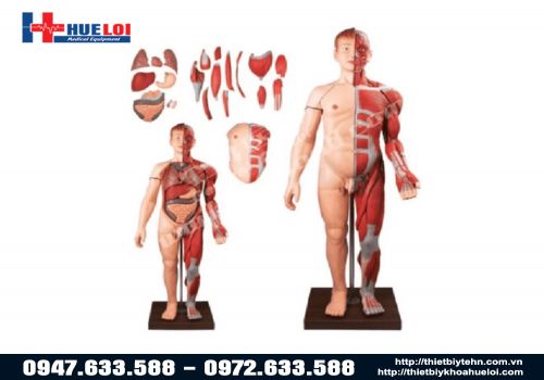 Mô hình giải phẫu hệ cơ và nội tạng 170cm cao cấp