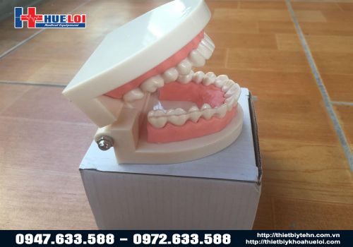 Mô hình hàm răng người
