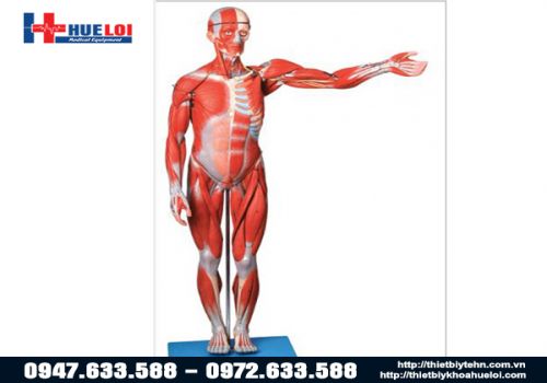 Mô hình giải phẫu cơ và nội tạng toàn cơ thể 170cm