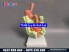 Mô hình giải phẫu hệ tiêu hóa 3D