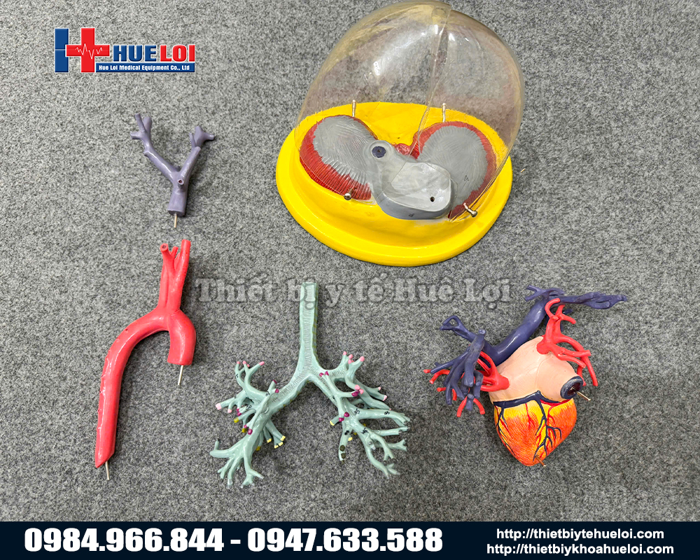 toàn bộ chi tiết của mô hình mạch máu tim và phổi 