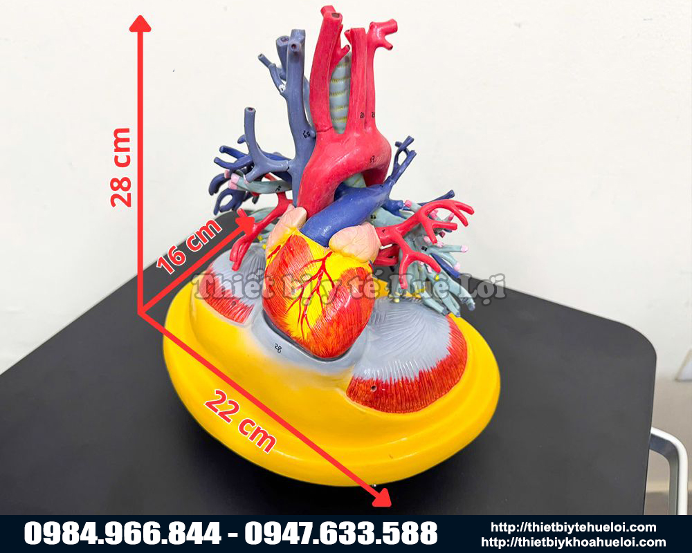 kích thước của mô hình mạch máu tim và phổi