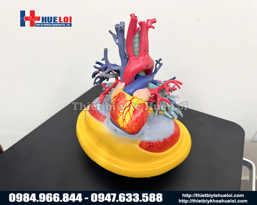 mô hình thể hiện mạch máu của tim và phổi chi tiết nhất