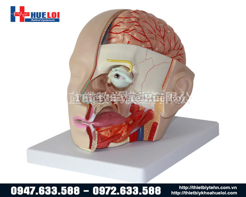 mô hình giải phẫu đầu mặt bóc tách