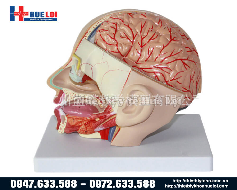 mô hình giải phẫu đầu mặt