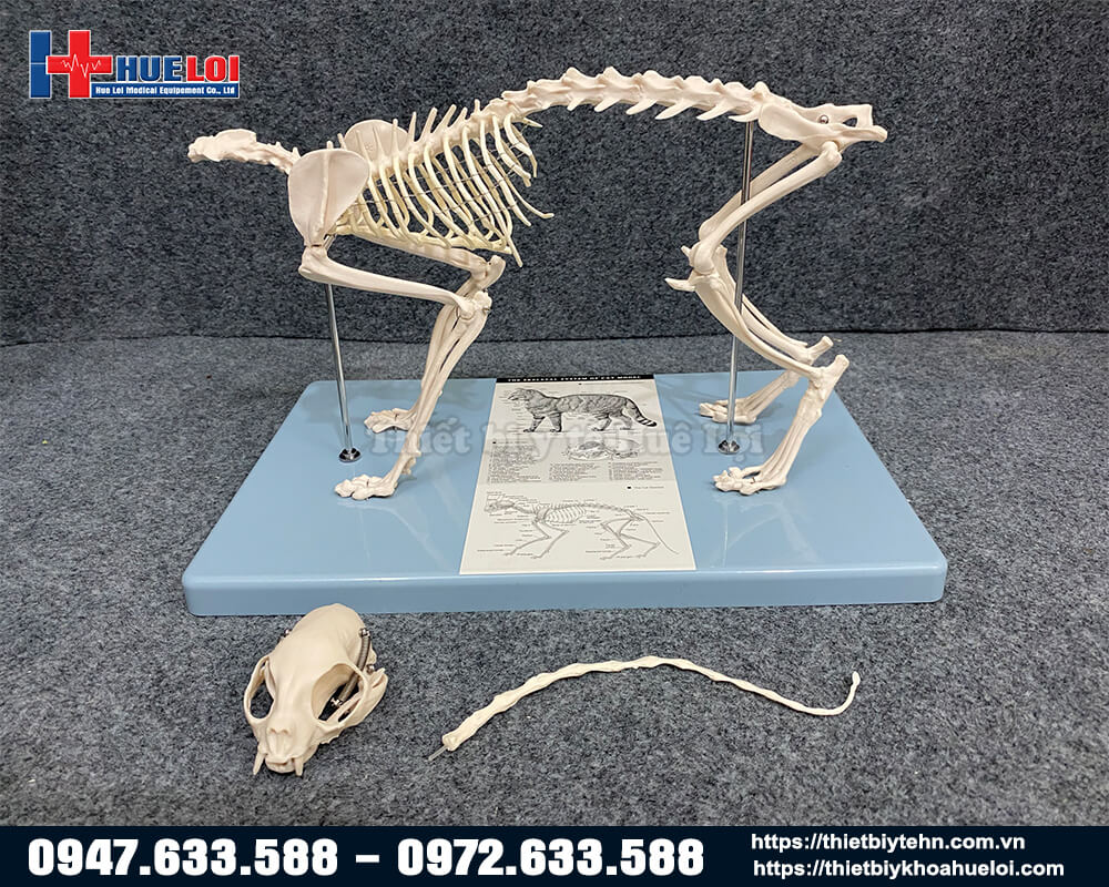 mô hình giải phẫu xương mèo bóc tách