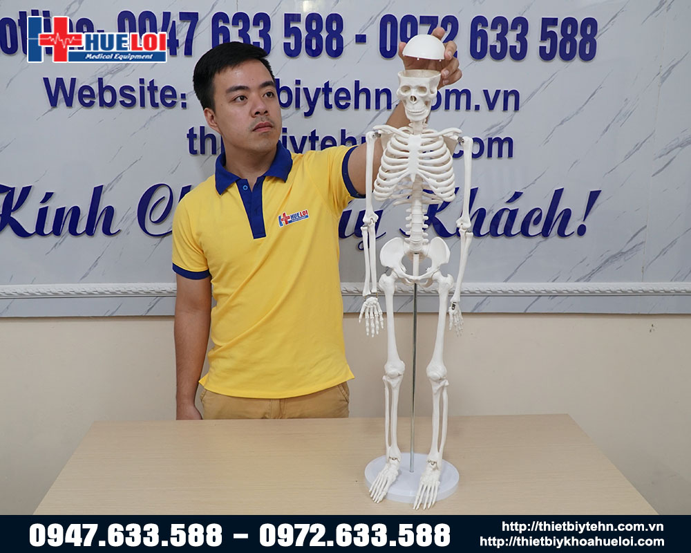mô hình xương cơ thể