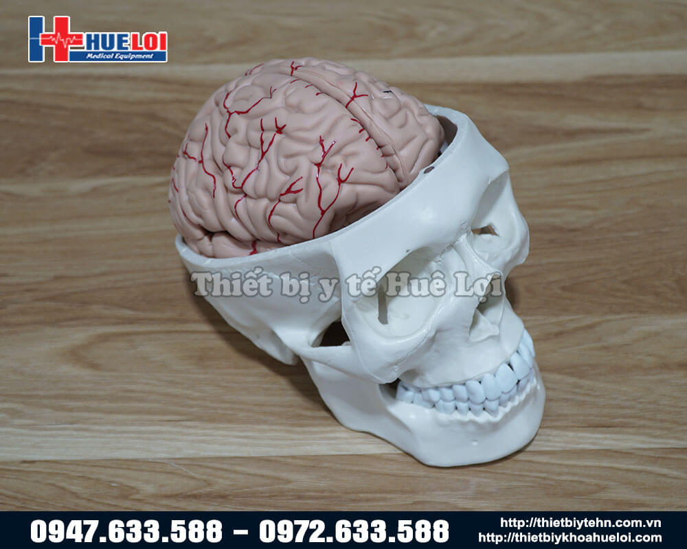 Mô hình hộp sọ và não người