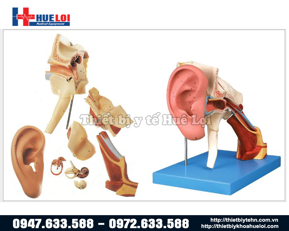 Mô hình giải phẫu tai người chi tiết