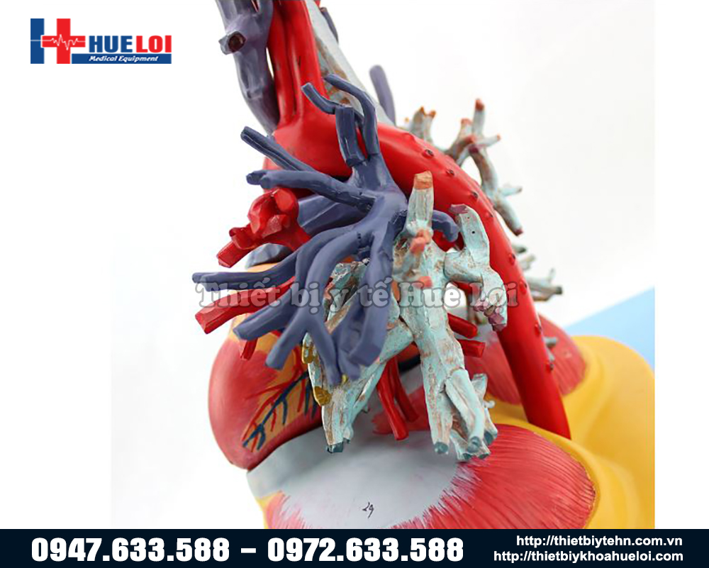 mô hình mạch máu phổi