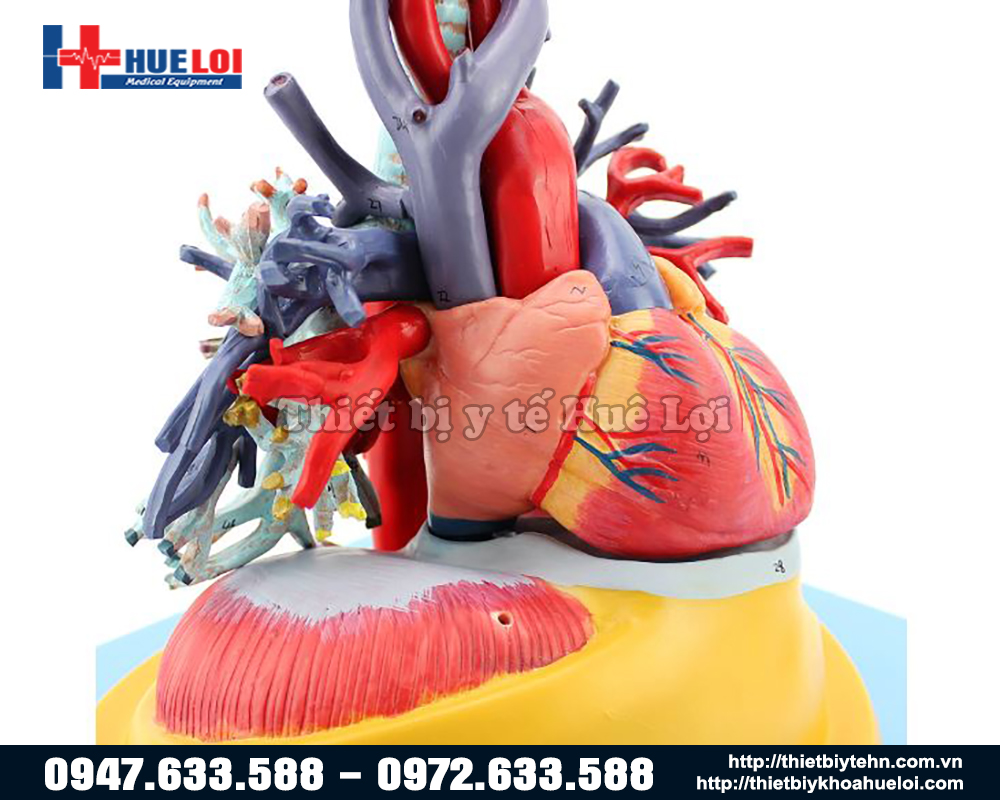 mô hình tim phổi và mạch máu chi tiết