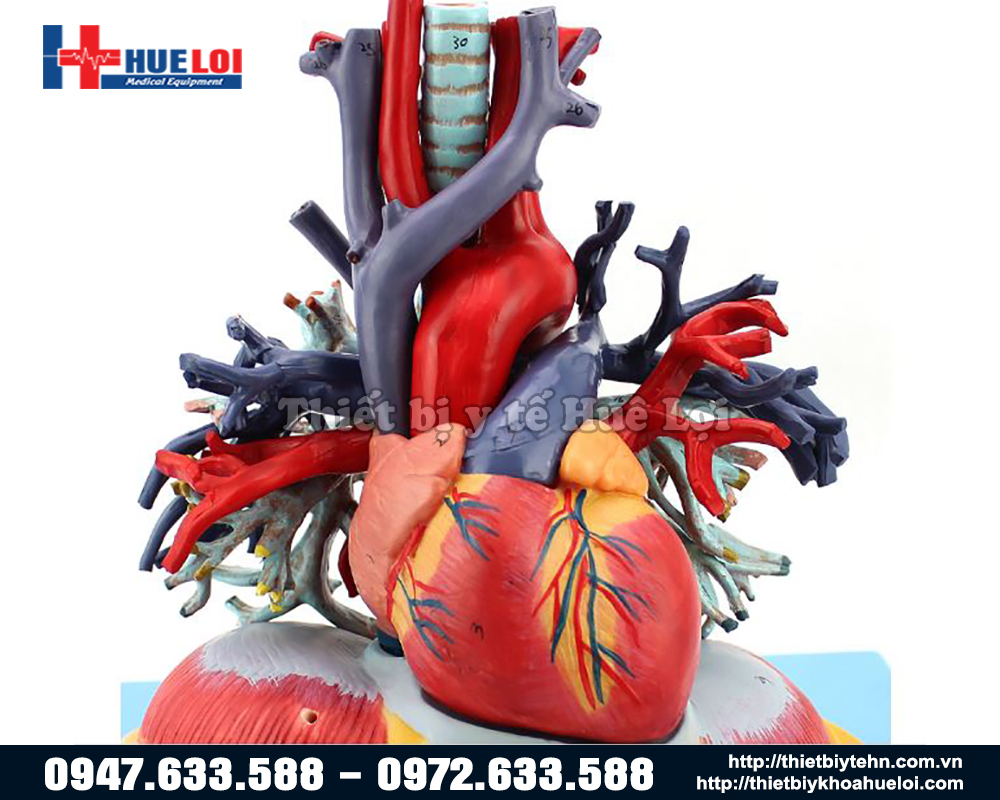 mô hình tim phổi và trung thất