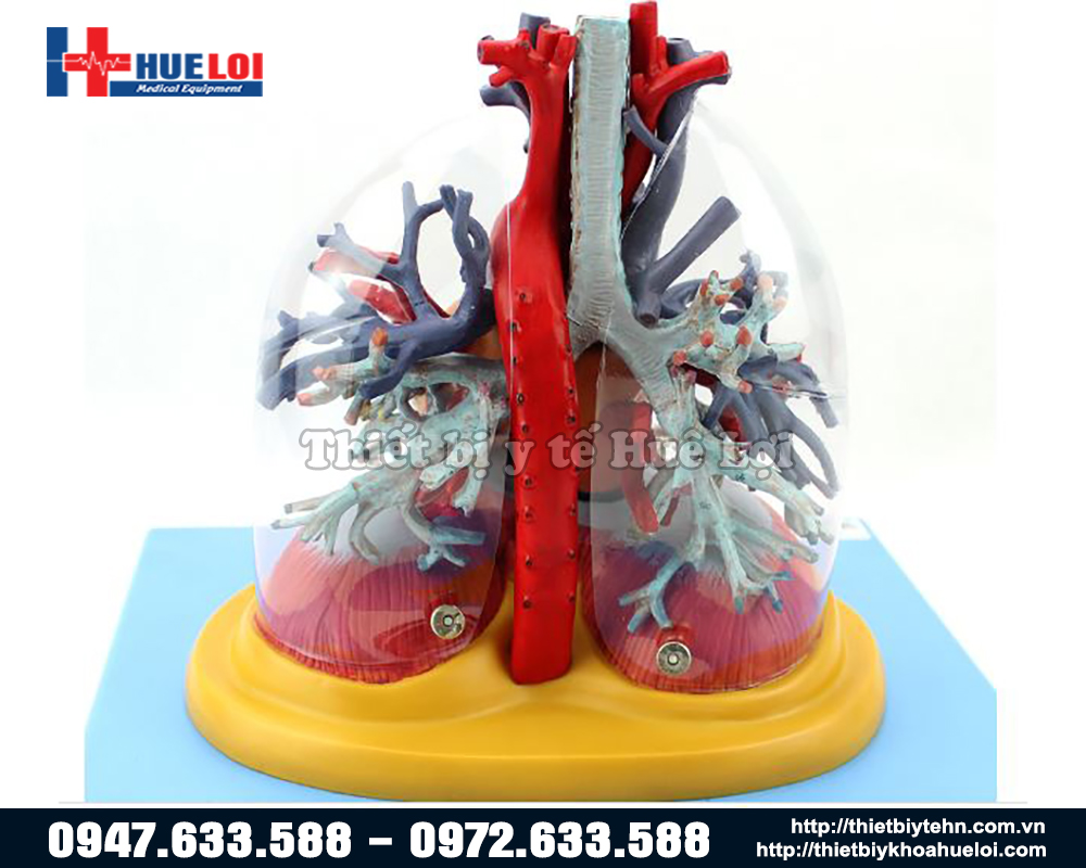 mô hình tim phổi và mạch máu
