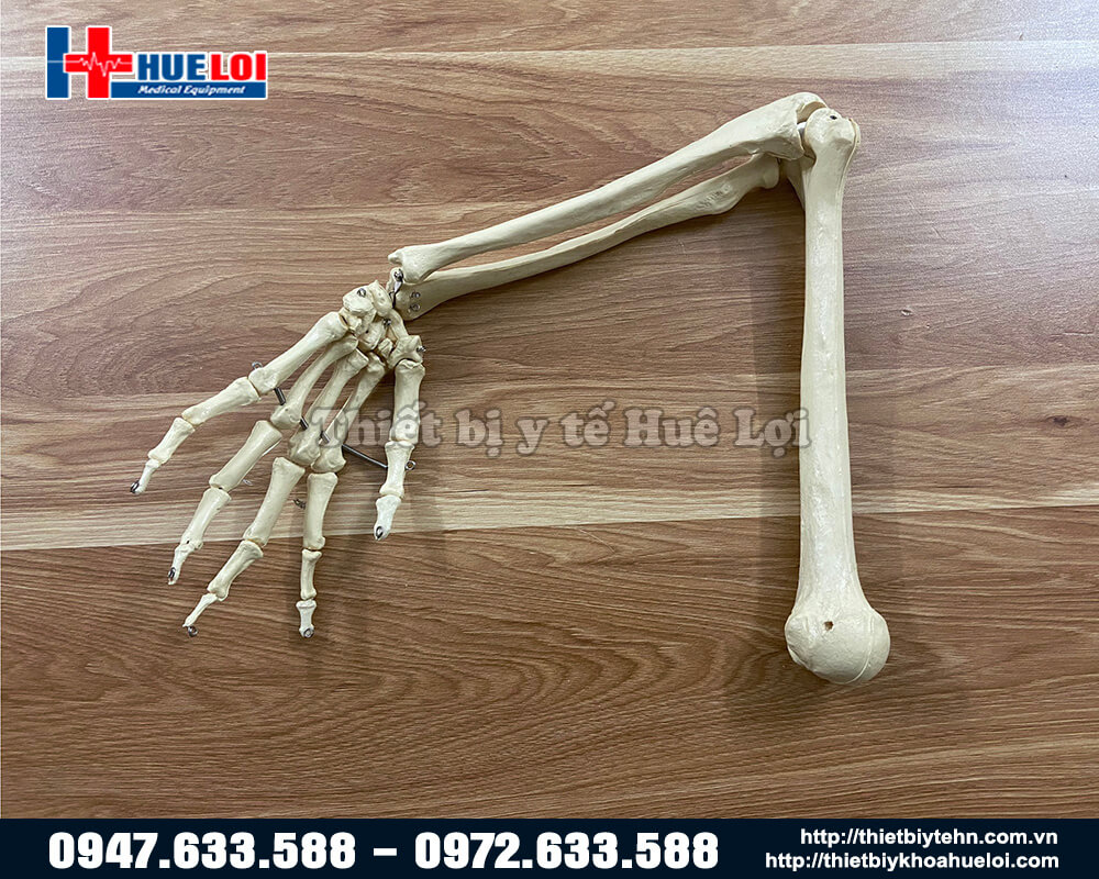 mô hình xương chi tỉ lệ 1:1
