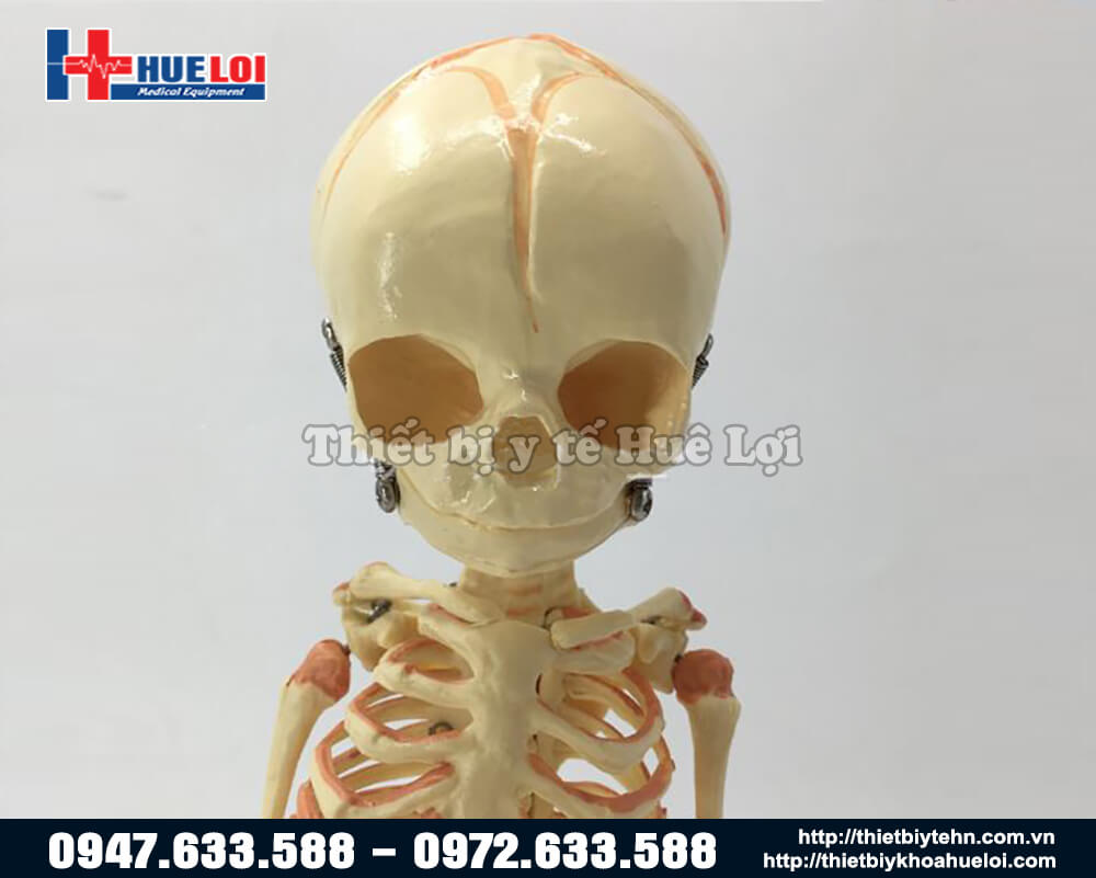 Mô hình giải phẫu bộ xương trẻ em